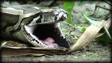 Python Attack Compilation 04 Music