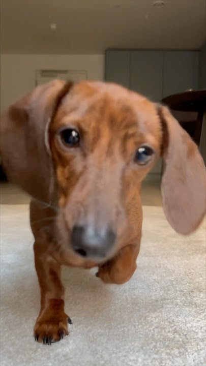 How to approach a mini dachshund for the first time