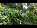 Relocating Our Cassava Farm Due To The Ongoing Pig Problems🐖🇫🇯