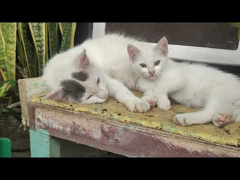 These two cats,