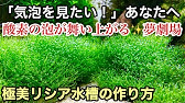 水草に酸素の気泡をいっぱい付ける方法 水草水槽ノウハウ The Photosynthesis Of Aquarium Tank Youtube