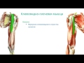 Мышцы пояса верней конечности и плеча: топография, строение, функции
