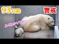 【お部屋移動】父親豪太を警戒するお母さん【93日齢】Polar Bear Baby Growth Record(Day 93)