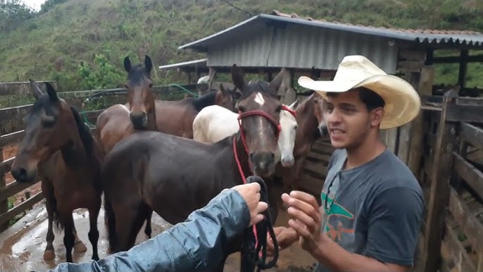 Coletanea Modas de Viola e Raizes CD 1 @lsdivulgacoes_ - Sertanejo