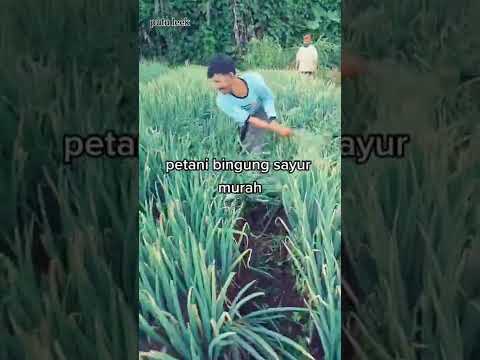 Video: Apakah Tanaman Bawang Putih Mekar: Pelajari Tentang Tanaman Bawang Putih Berbunga