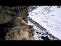 Monitoring SNOW LEOPARD in Nepal Himalaya