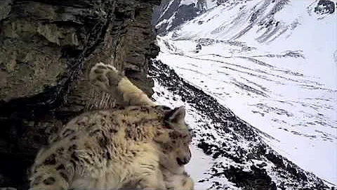 Monitoring SNOW LEOPARD in Nepal Himalaya - DayDayNews