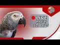 Einstein Parrot Live 12/5/25
