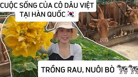 220🇰🇷 CUỘC SỐNG CỦA CÔ DÂU VIỆT TẠI HÀN QUỐC TRỒNG RAU NUÔI BÒ.