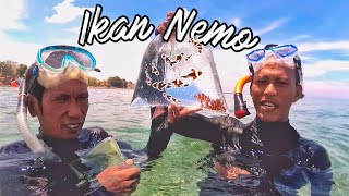 MENANGKAP IKAN NEMO DI ALAM LIAR, DAPAT BANYAK‼️