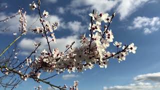 انشودة الربيع - أهلا أهلا بالربيع بالفصل الحلو البديع - قناة حلول تيفي