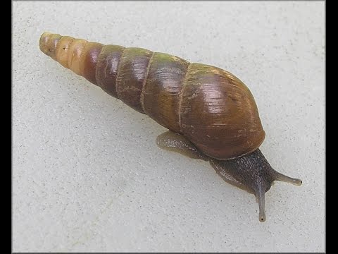 snail rumina