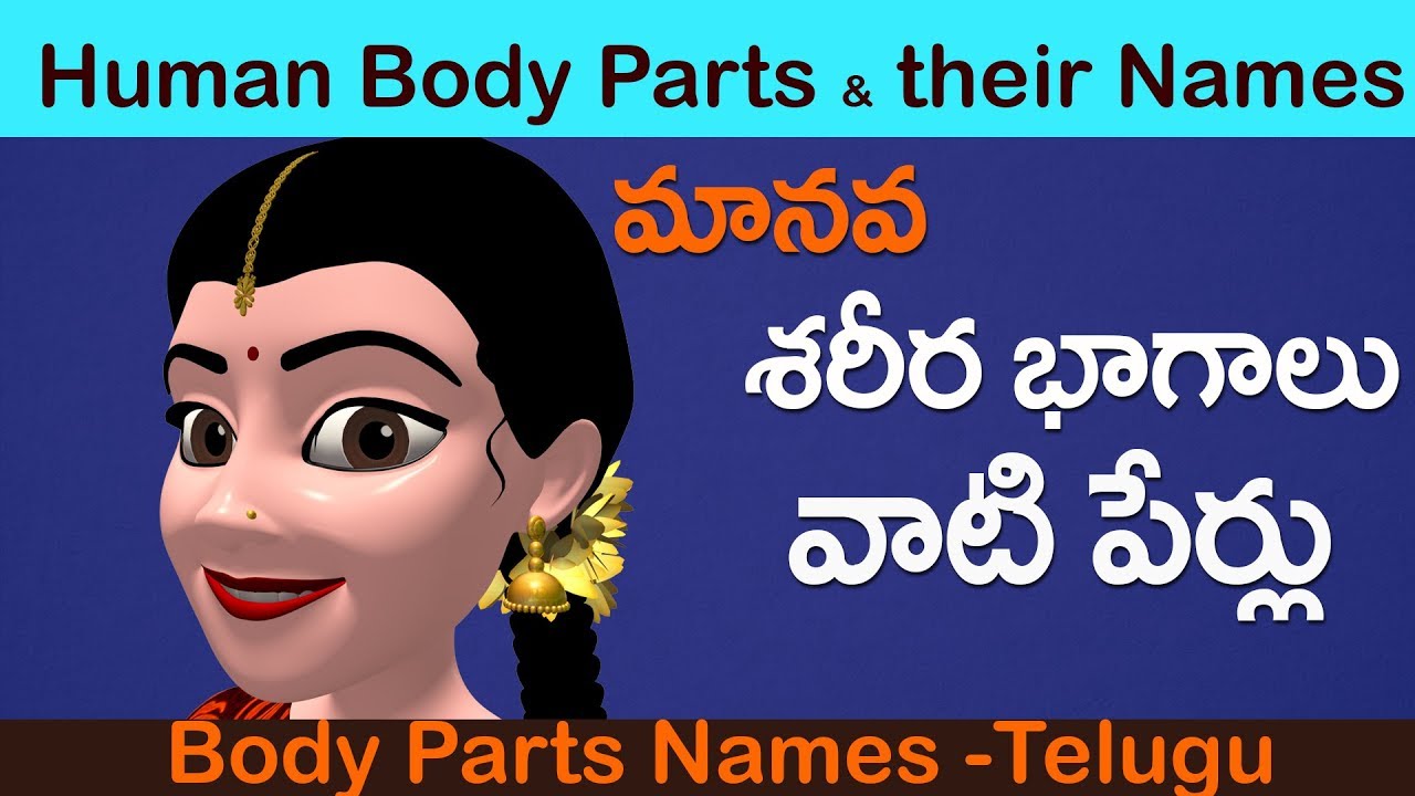 human body anatomy in telugu