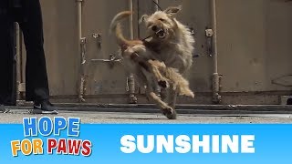 Oh wow, this rescue turned to be INTENSE as the dog was fighting for her life!!! Oh wow, this rescue turned to be INTENSE as the dog was fighting for her life!!!