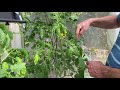 הגינה הלימודית: האבקה ידנית בעגבניות