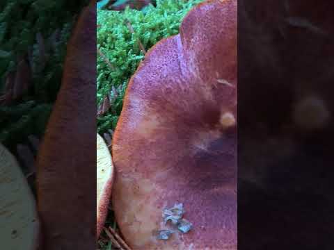 Рядовка жёлто-красная (Tricholomopsis rutilans)  short #shorts