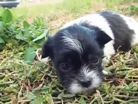 Genesis 3 weeks old Mi-Ki female eleganttinypaws.com video phone beyonce mp3