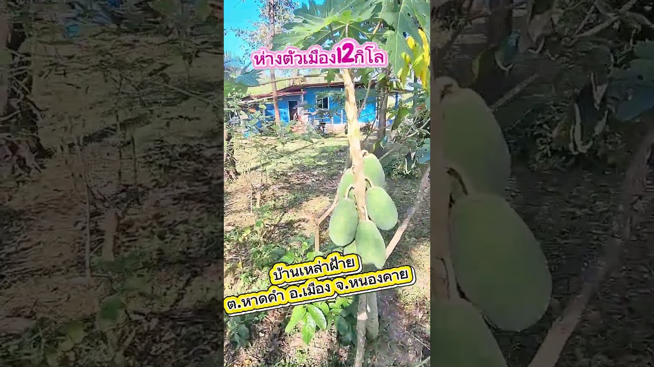 ขายบ้านพร้อมที่ดิน 1ไร่2งาน 1ล้าน5แสนบาท ต.หาดคำ อ.เมือง จ.หนองคาย (คนซื้อโอนเอง)