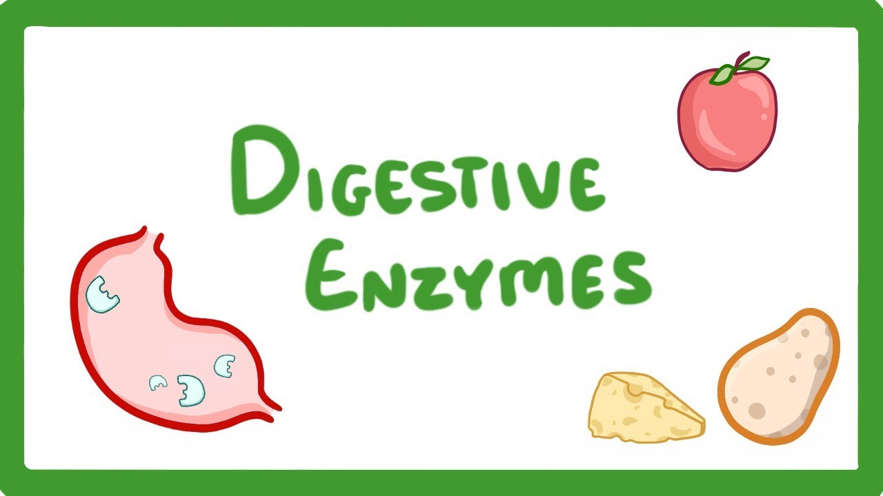 GCSE Biology - Digestive Enzymes #17 - YouTube