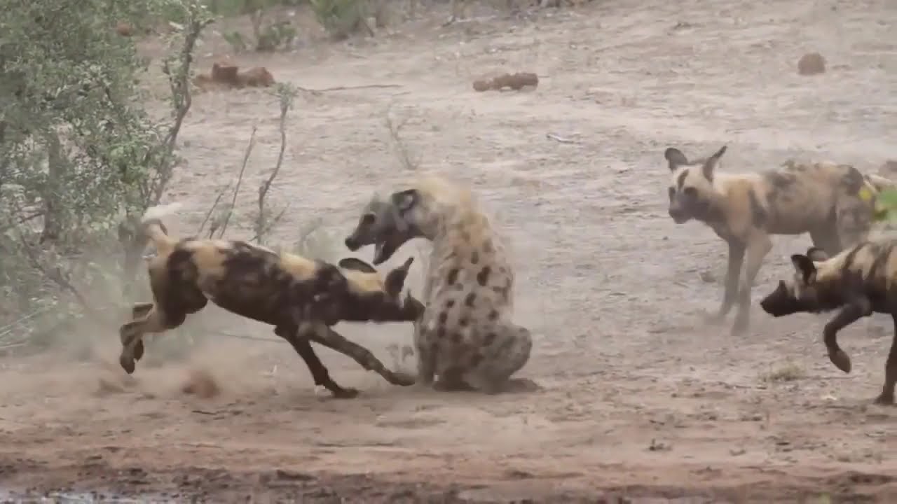 ハイエナ Vs 野生の犬 ライオンの攻撃 イボイノシシの野生動物の攻撃 21 Youtube ハイエナ Vs 野生の犬 ライオンの攻撃 イボイノシシの野生動物の攻撃 21 Youtube