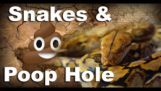 Rescued snakes UPDATE and GIANT POOP HOLE