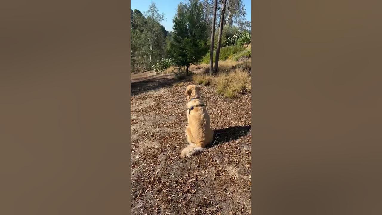 Apollo, the golden retriever, chasing coyotes on 8/30/2022 YouTube