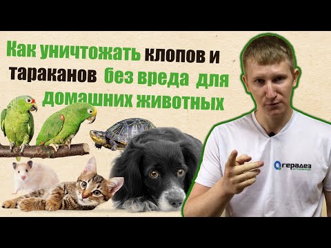 Как самостоятельно вывести в доме насекомых без вреда для животных