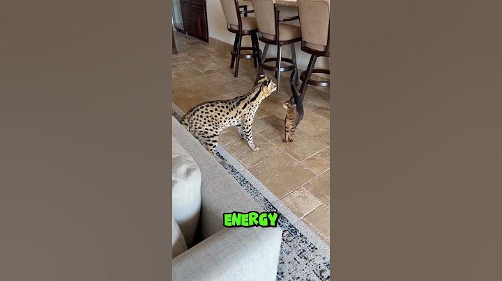 The BIGGEST Cat Breeds in the World 🐾 You Won’t Believe Their Size!  #shorts #cat