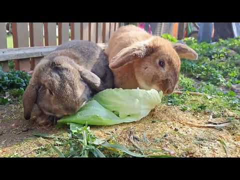 Bo, jay, Ben und Ma 😁 #rabbit 
