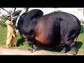 WOW! Amazing Biggest Cow in The World - New Agriculture Technologies