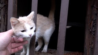 Abandoned kitten still lives in the basement