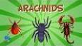 The Fascinating World of Arachnids ile ilgili video