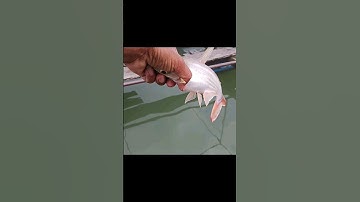 câu dính con cá tra nhỏ mình thả luôn nhe mọi người#cauca#song#chê miền tây