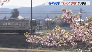 見頃の河津桜の並木を楽しみながらウオーキング　地元のボランティアが植樹