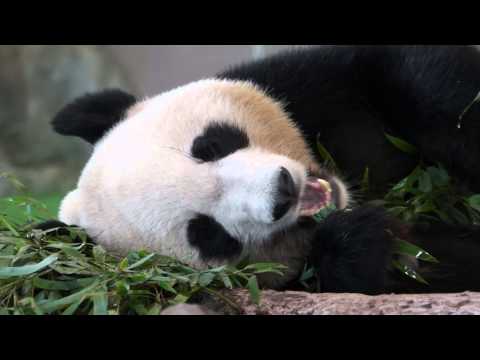 Giant Panda パンダ 優浜 (Yuhin) Lazy Bamboo