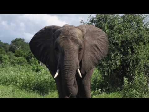 Ngoma Safari Lodge- Chobe, Botswana