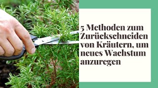 5 Methoden zum Zurückschneiden von Kräutern, um neues Wachstum anzuregen