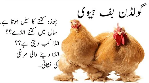 Golden Buff Heavy Breed | Information About Market,Egg Laying And Production Capacity | Fancy Hens - 天天要闻