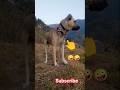 Dog_Kangal🤪🤪🤪#kangal #большая#dogbreed #subscribe #greatdane #pleasesupport 🥰🥰🥰🥰