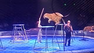 Цирк Багдасаровых, на сцене хищники!