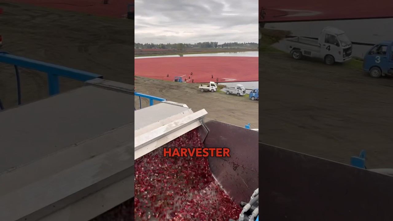 How Cranberries get harvest 🤯