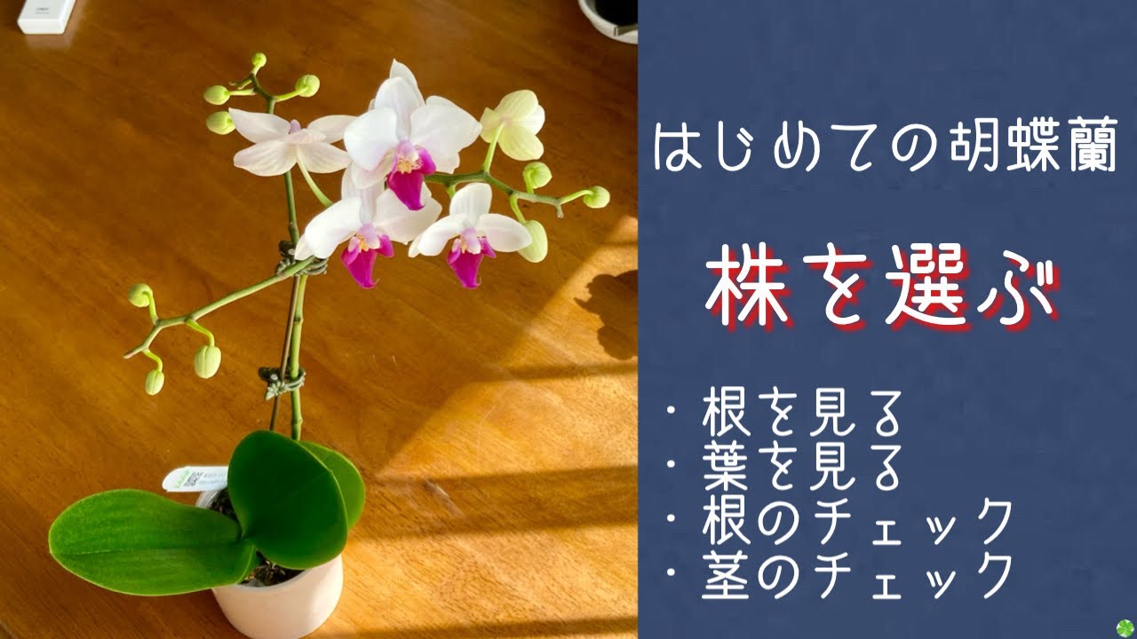 2021年10月6日 【はじめての胡蝶蘭】シリーズNo.4 株を選ぶ お手頃価格