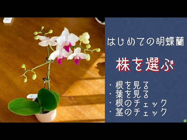 2021年10月6日 【はじめての胡蝶蘭】シリーズNo.4 株を選ぶ お手頃価格