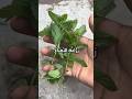 شاهد ماذا فعلت بربطة نعناع Explore Food Fruit Arabic اكسبلور علوم الزراعه Bonsai شاهد ماذا فعلت بربطة نعناع Explore Food Fruit Arabic اكسبلور علوم الزراعه Bonsai