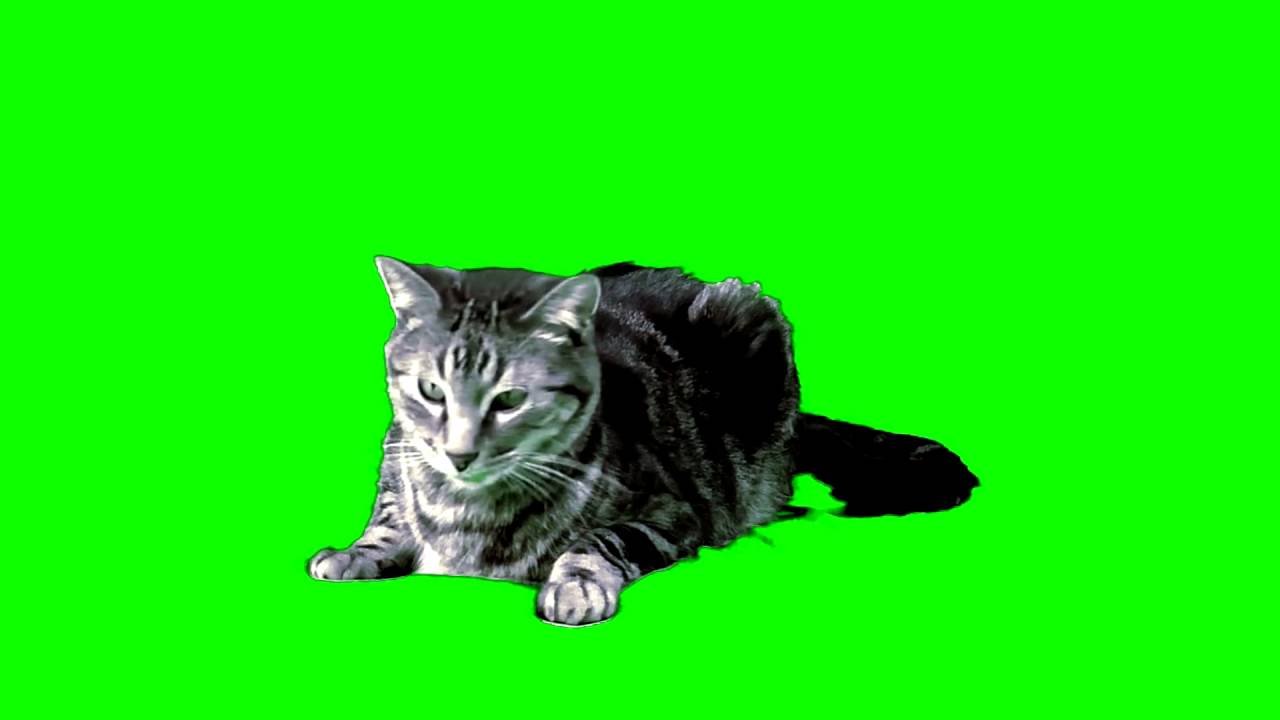 FREE Cat Green Screen 1080p - YouTube