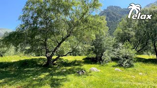 The Sound of Wind in the Leaves of a Mountain Forest