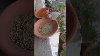 Dove is eating seeds happily, #birdfeeding #shorts