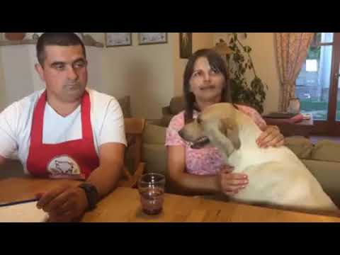 Videó: Joghurt Kutyáknak A Joghurt Előnyei A Kutyák Számára