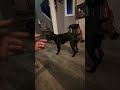 Boston Frenchton is obsessed with his ball