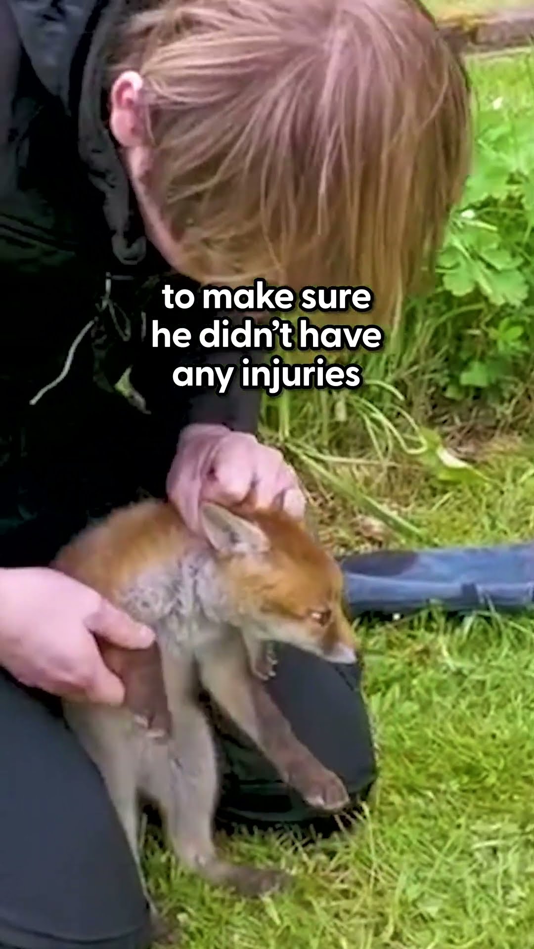 Baby Fox Stuck In Football Net Gets Rescued At Just The Right Time | The Dodo